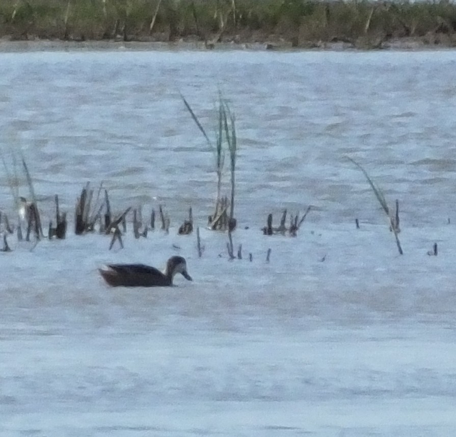 White-cheeked Pintail - ML83293261