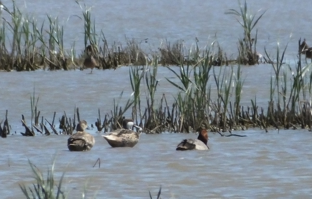 White-cheeked Pintail - ML83293291