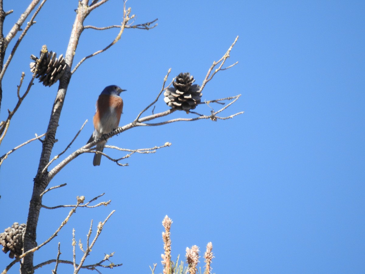 Western Bluebird - ML83294161