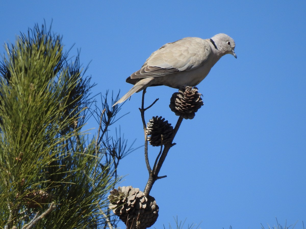 Eurasian Collared-Dove - ML83294221