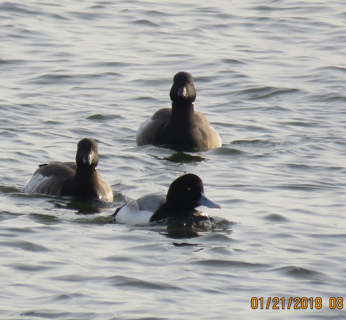 Greater Scaup - ML83296531