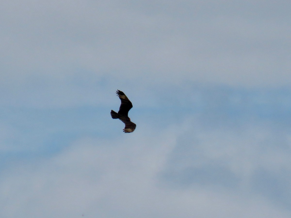 Lesser Yellow-headed Vulture - ML83296841