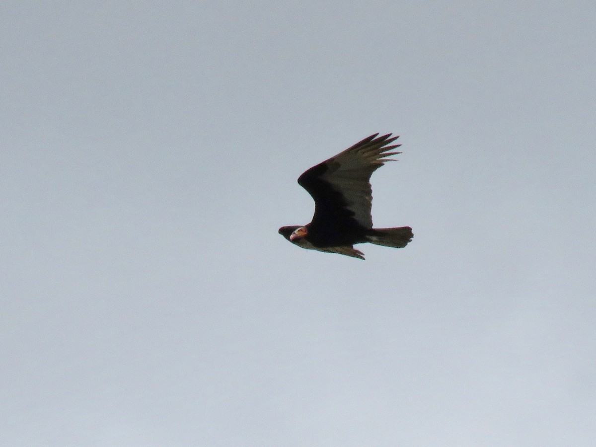 Lesser Yellow-headed Vulture - ML83296941