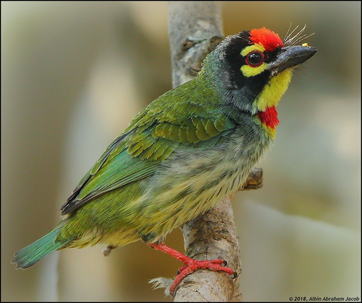 Coppersmith Barbet - ML83296971