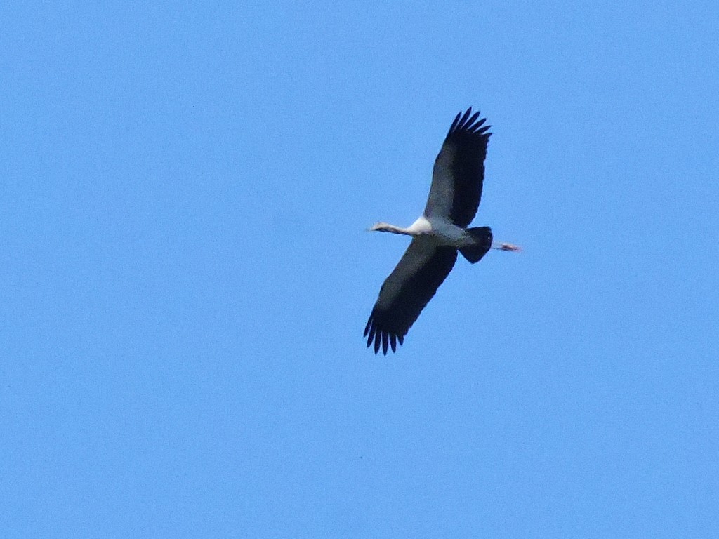 Bec-ouvert indien - ML83297371