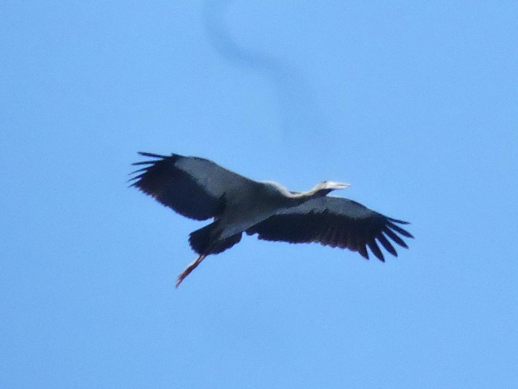 Bec-ouvert indien - ML83297381