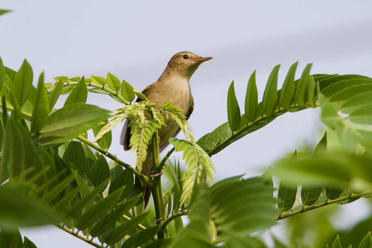 Clamorous Reed Warbler - ML83298551