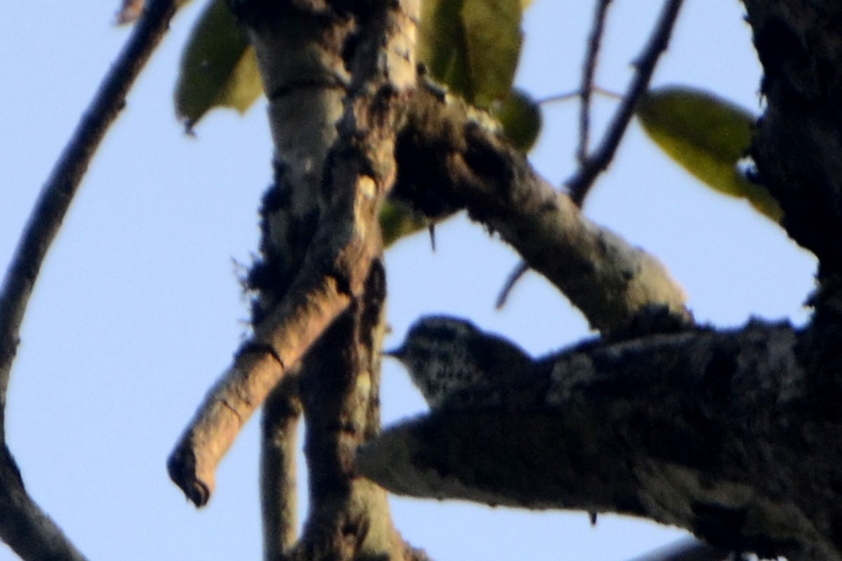 Speckled Piculet - Panchapakesan Jeganathan