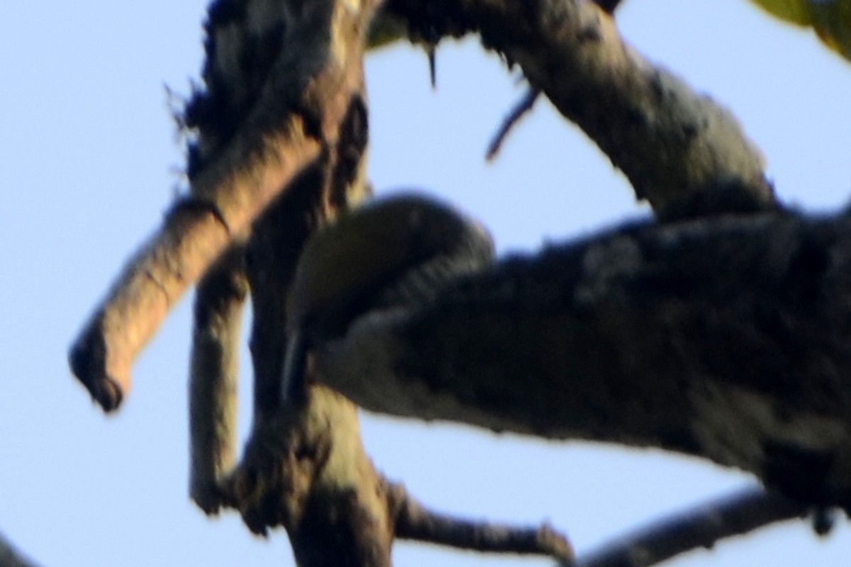 Speckled Piculet - Panchapakesan Jeganathan