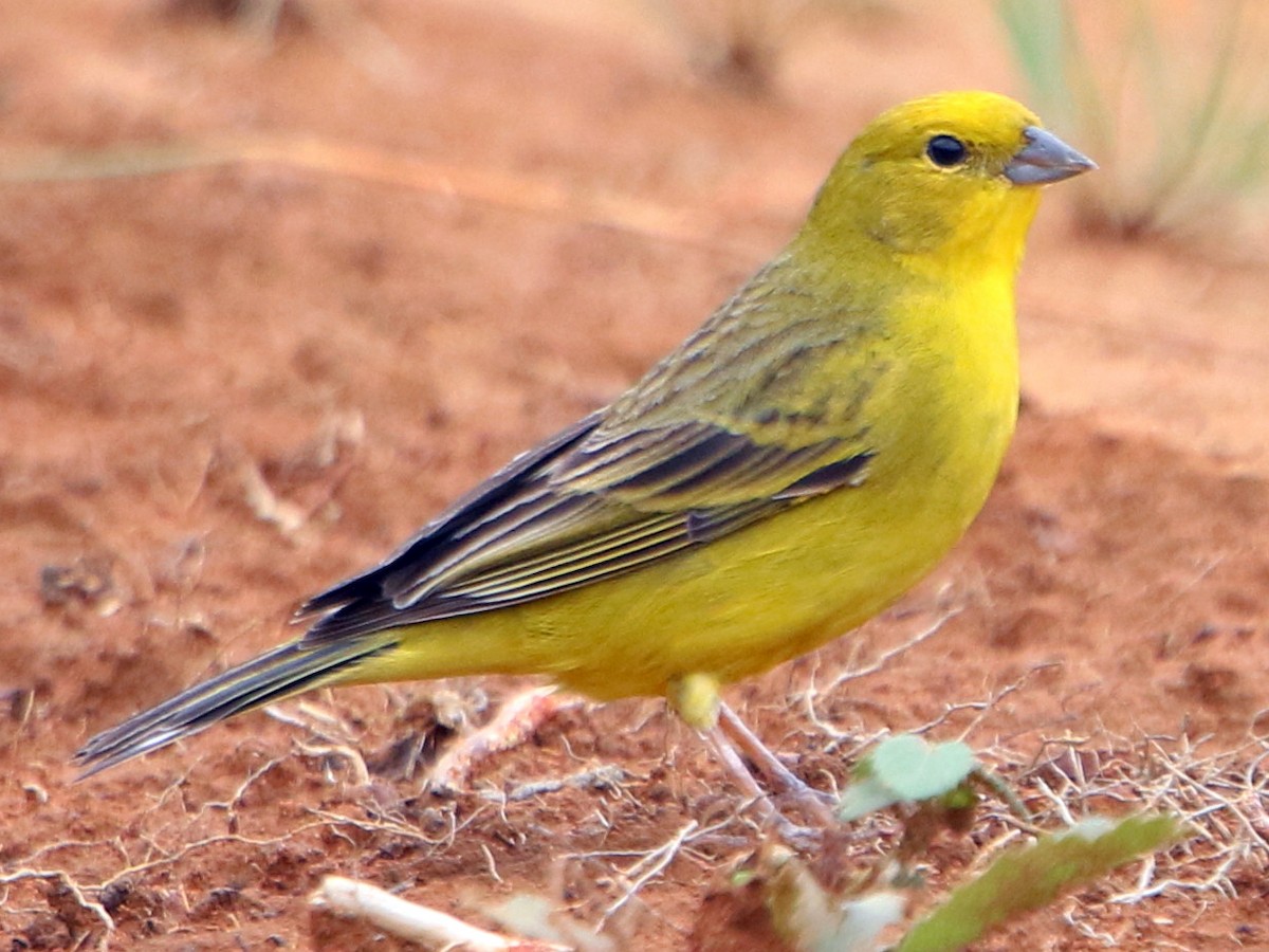 Stripe-tailed Yellow-Finch