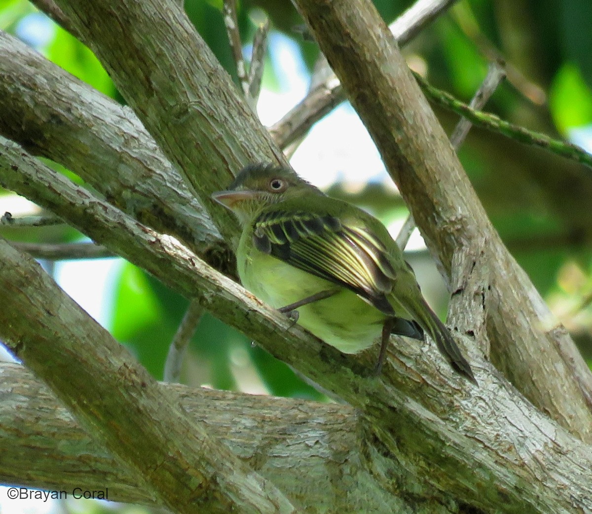 Orange-eyed Flatbill - ML83302561
