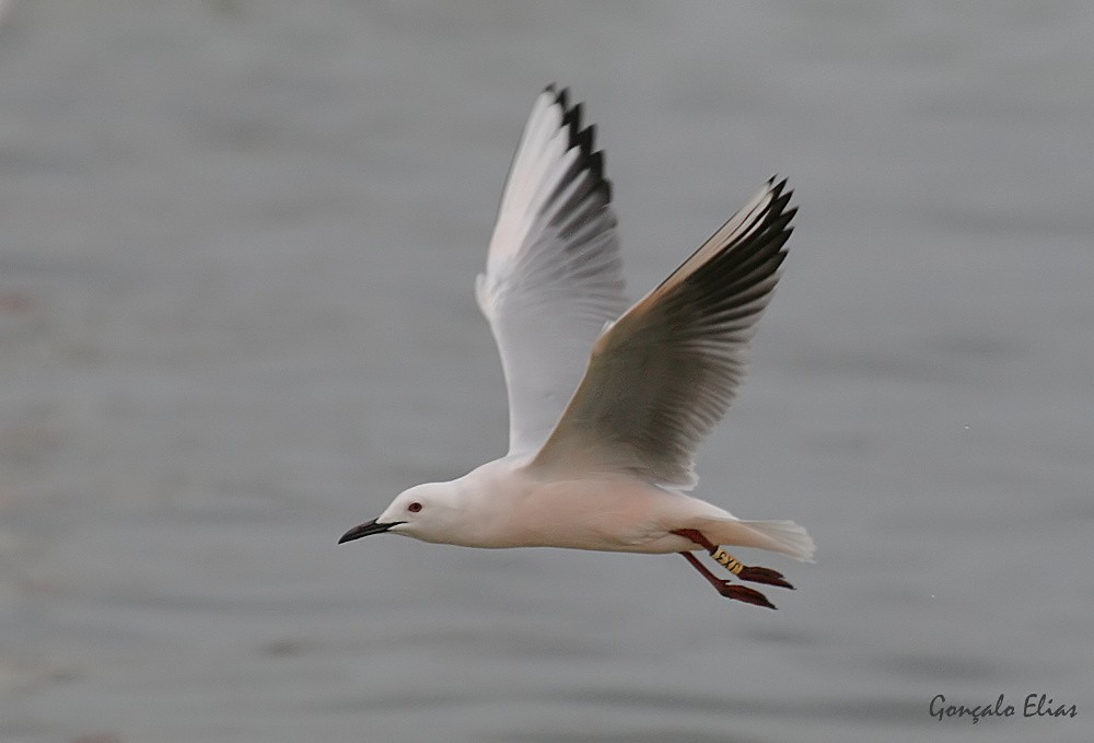 Slender-billed Gull - Gonçalo Elias