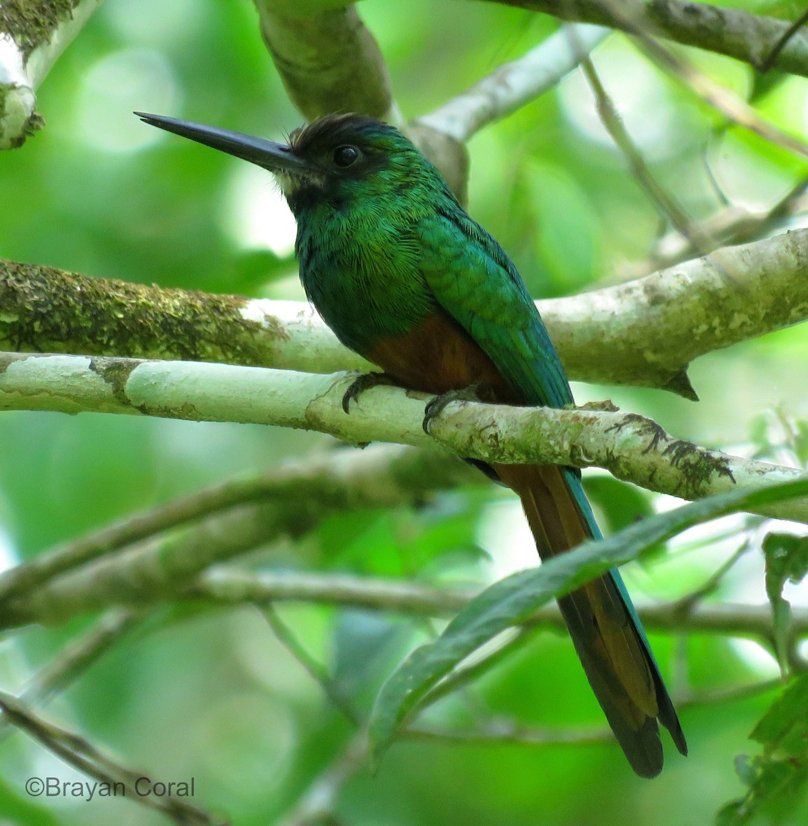 White-chinned Jacamar - ML83302901