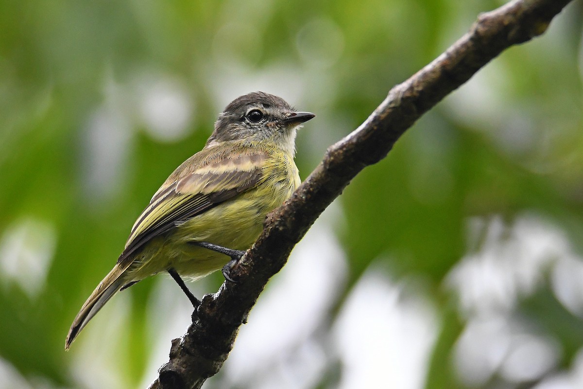 Forest Elaenia - Steven Liffmann