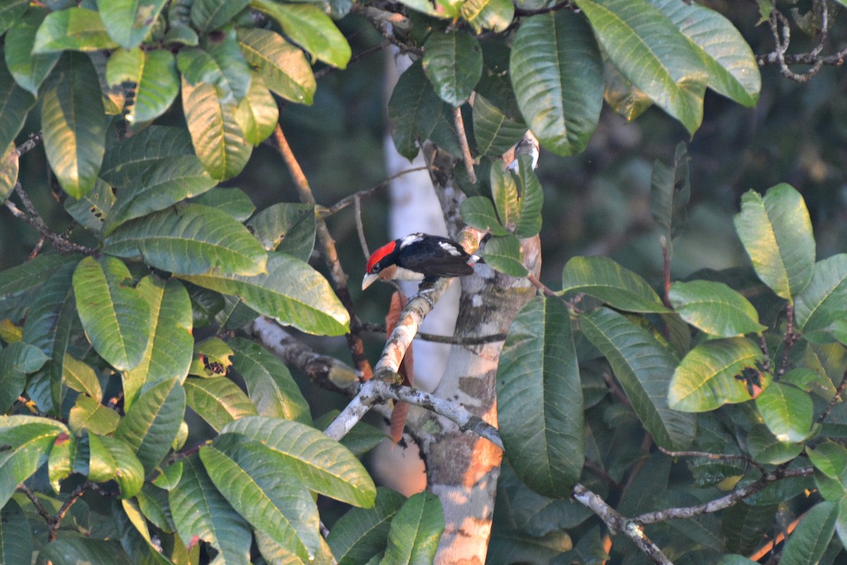 Black-girdled Barbet - ML83307221