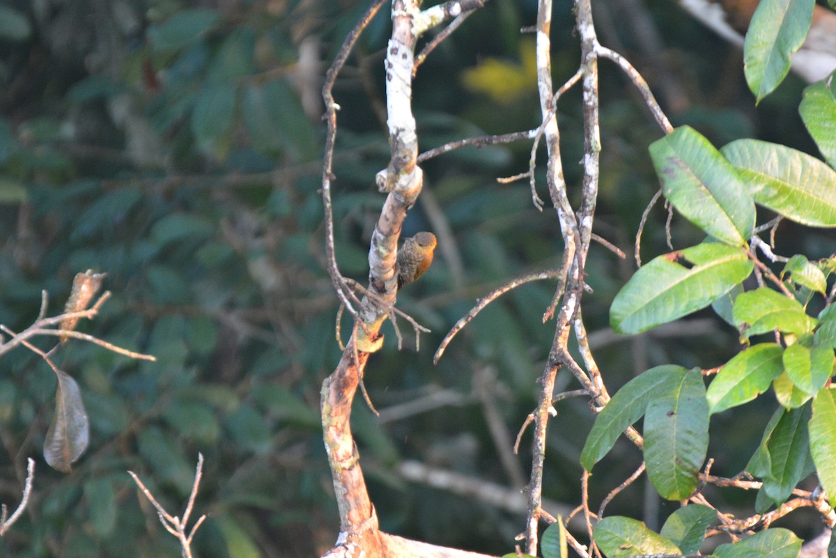 Red-stained Woodpecker - ML83307251