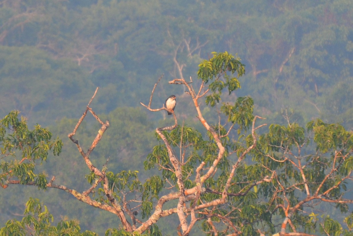 White-browed Hawk - Henry Cook