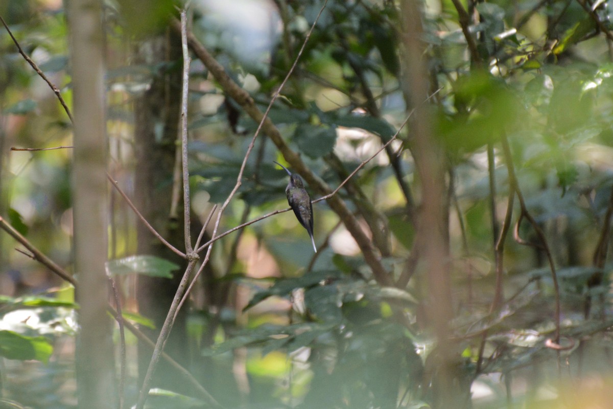 kolibřík běloknírkový - ML83307441