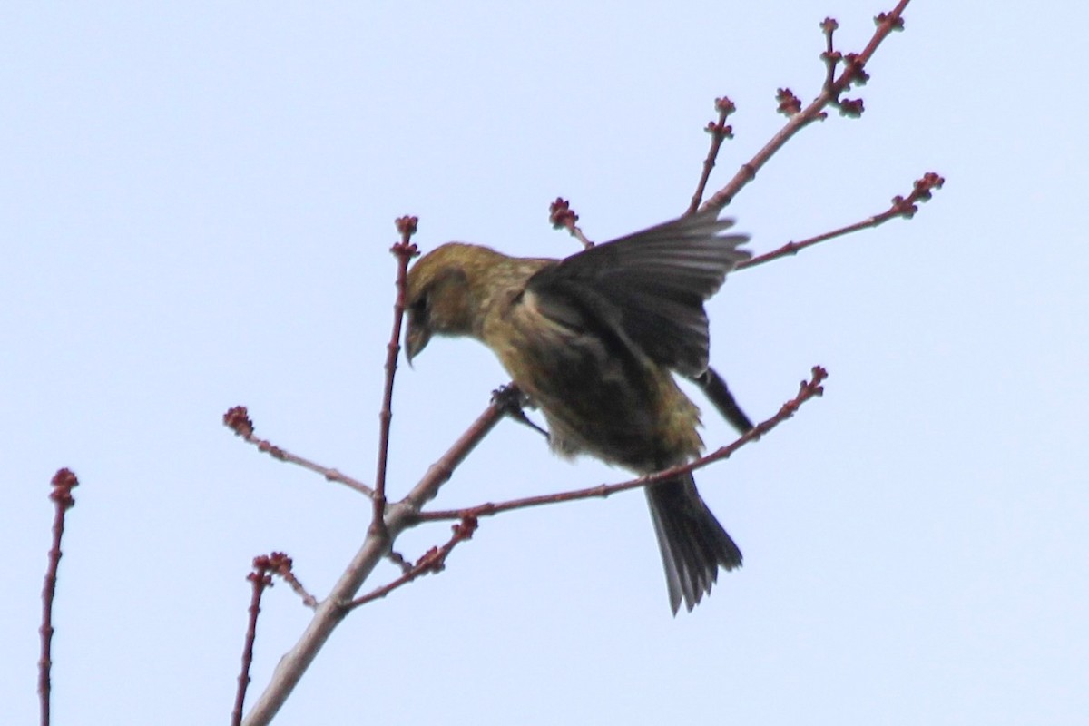 White-winged Crossbill - ML83307601