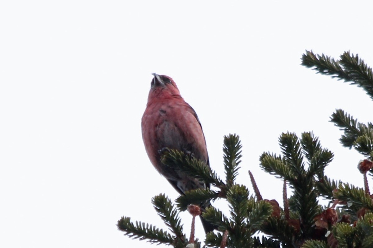 White-winged Crossbill - ML83307611