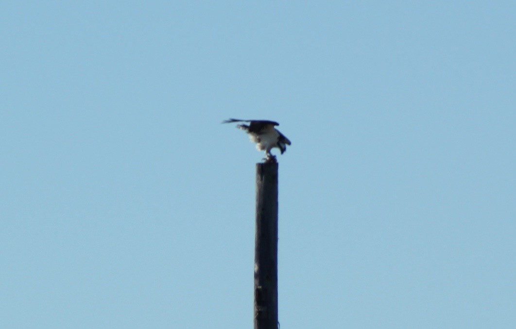 Balbuzard pêcheur - ML83308531