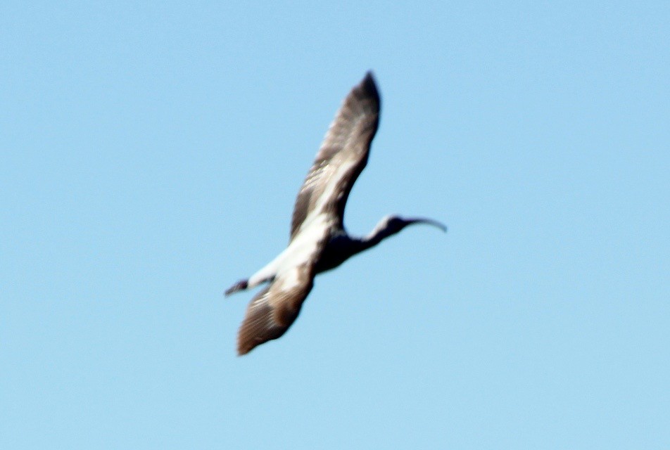 ibis bílý - ML83308611