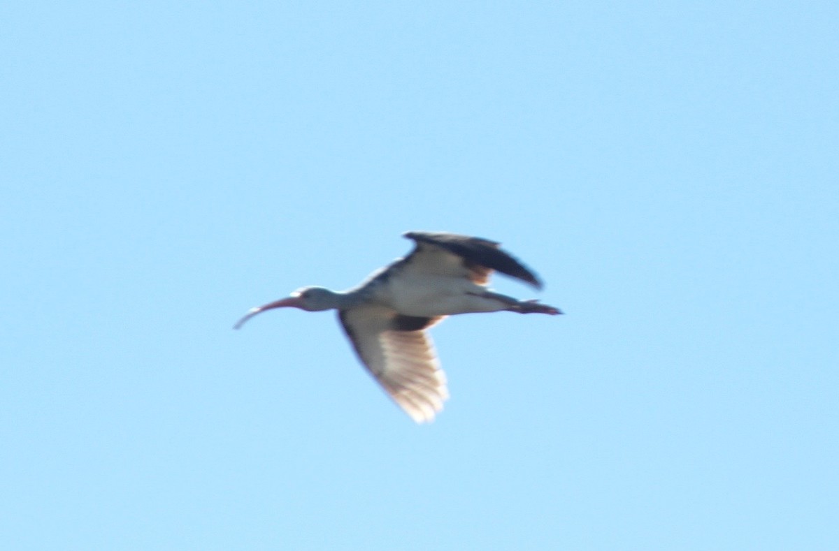 ibis bílý - ML83308621