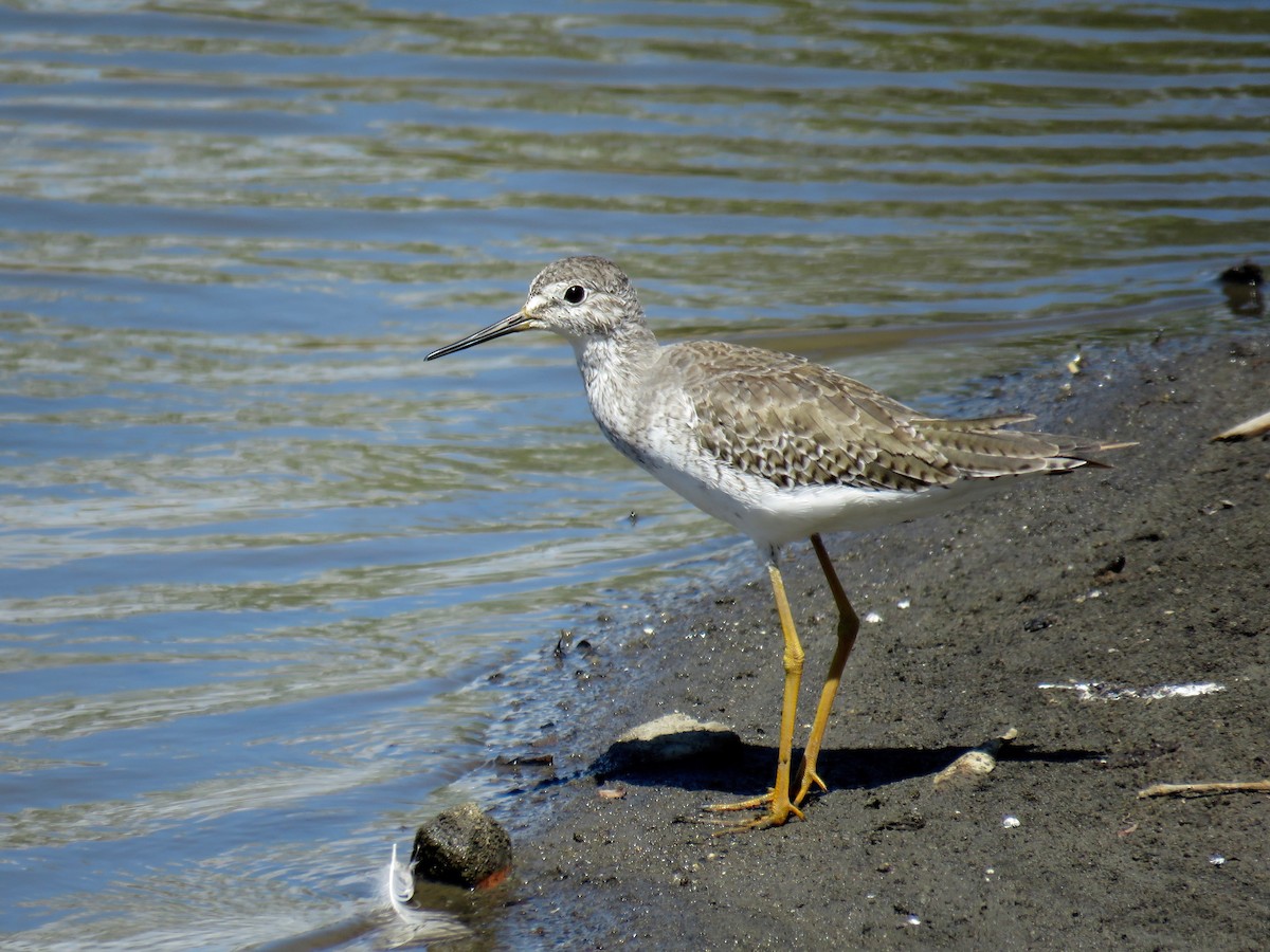 Lesser Yellowlegs - John van Dort