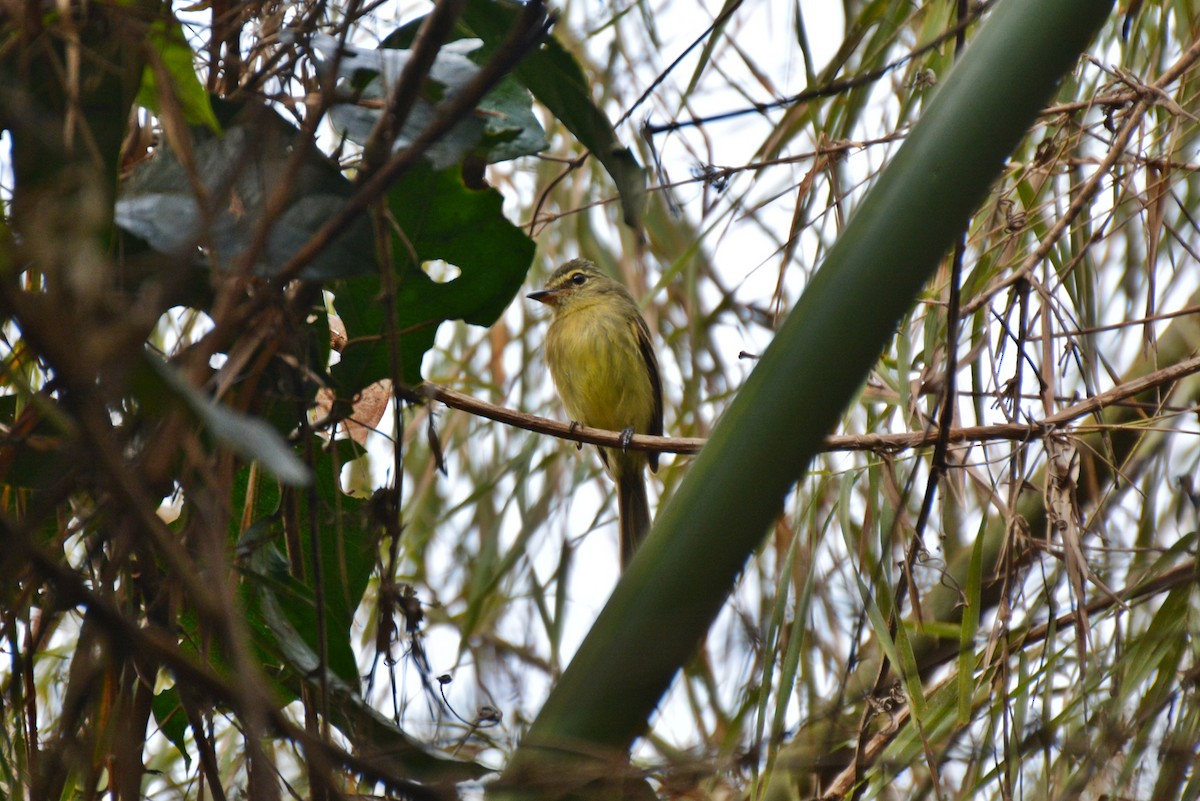 Large-headed Flatbill - Henry Cook