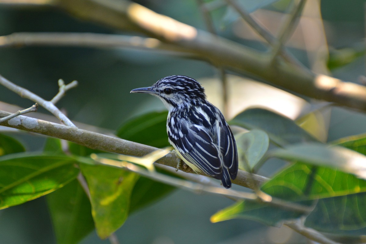 Pygmy Antwren - ML83309411