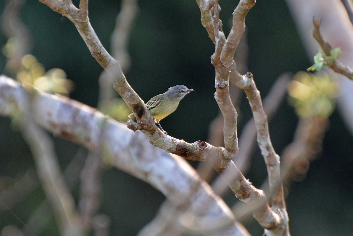 Guianan Tyrannulet - ML83309431