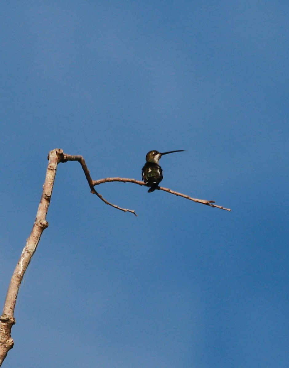 kolibřík hvězdohrdlý - ML83309871