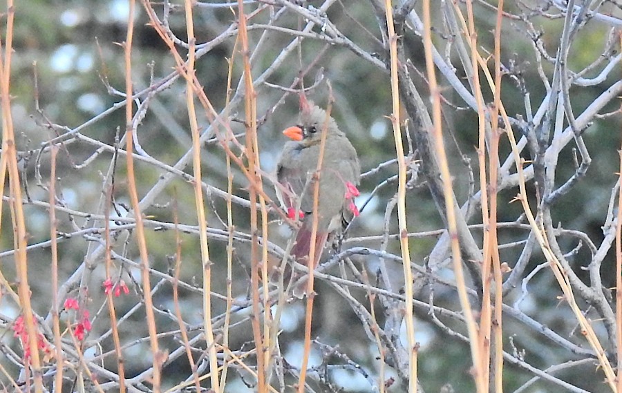 Northern Cardinal - Bobby Dailey