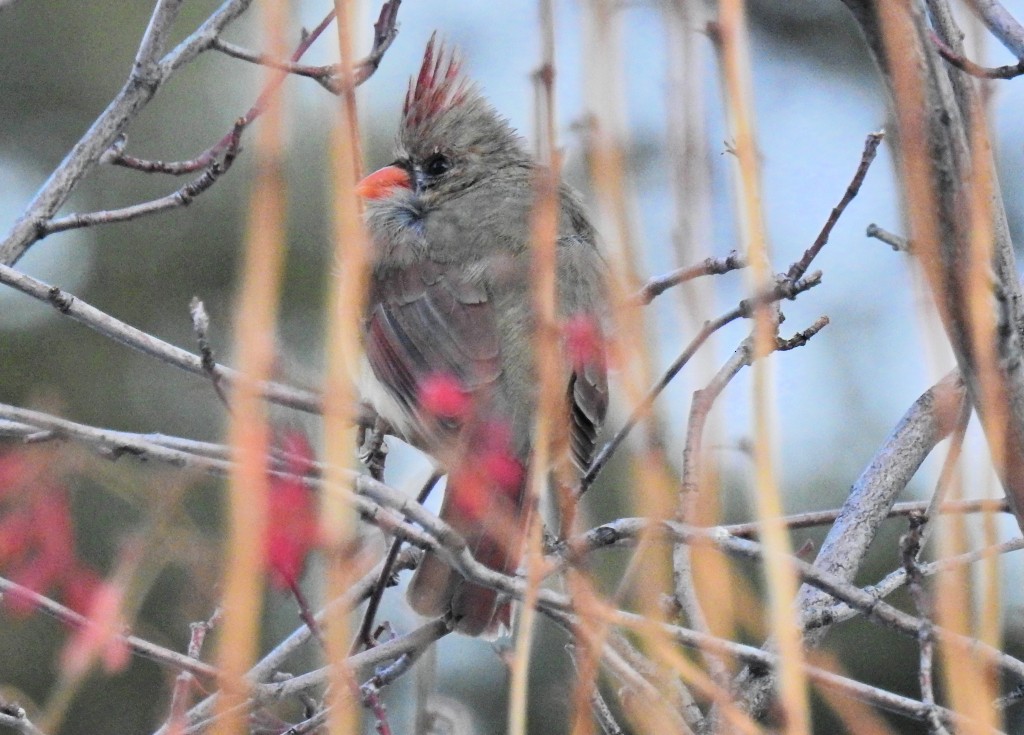 Northern Cardinal - Bobby Dailey