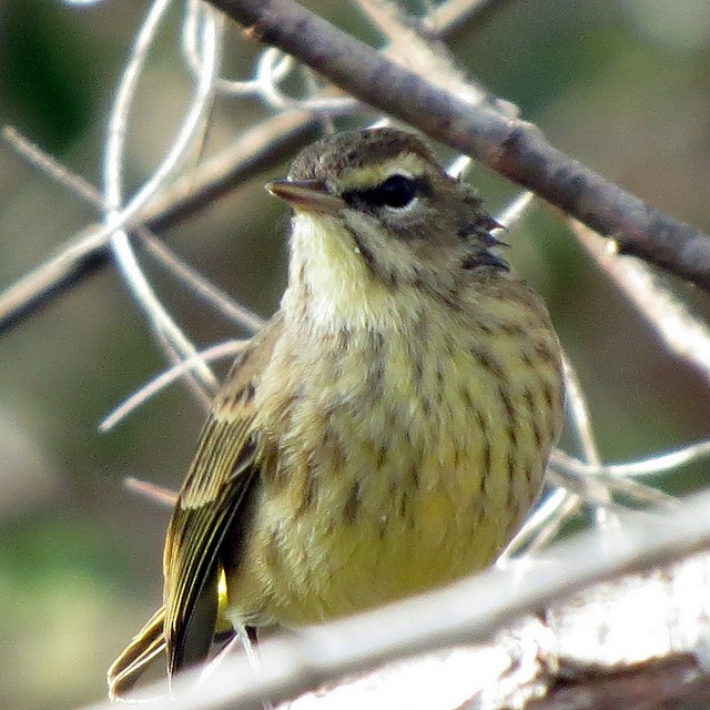 Palm Warbler - ML83310541