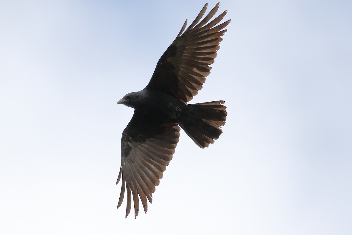 American Crow - ML83310891