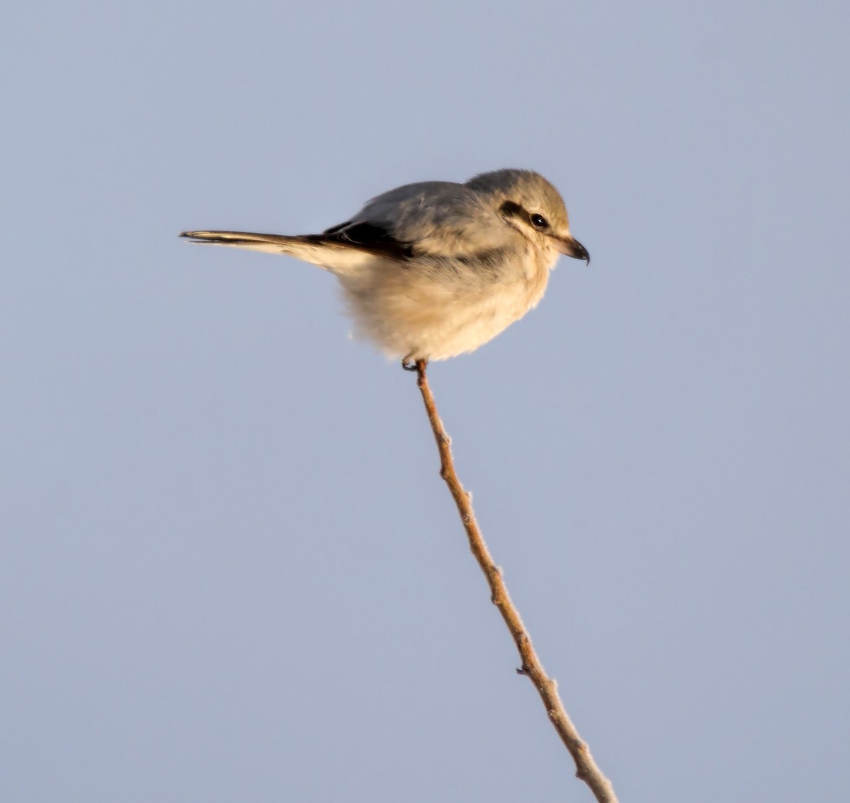 Northern Shrike - ML83311571