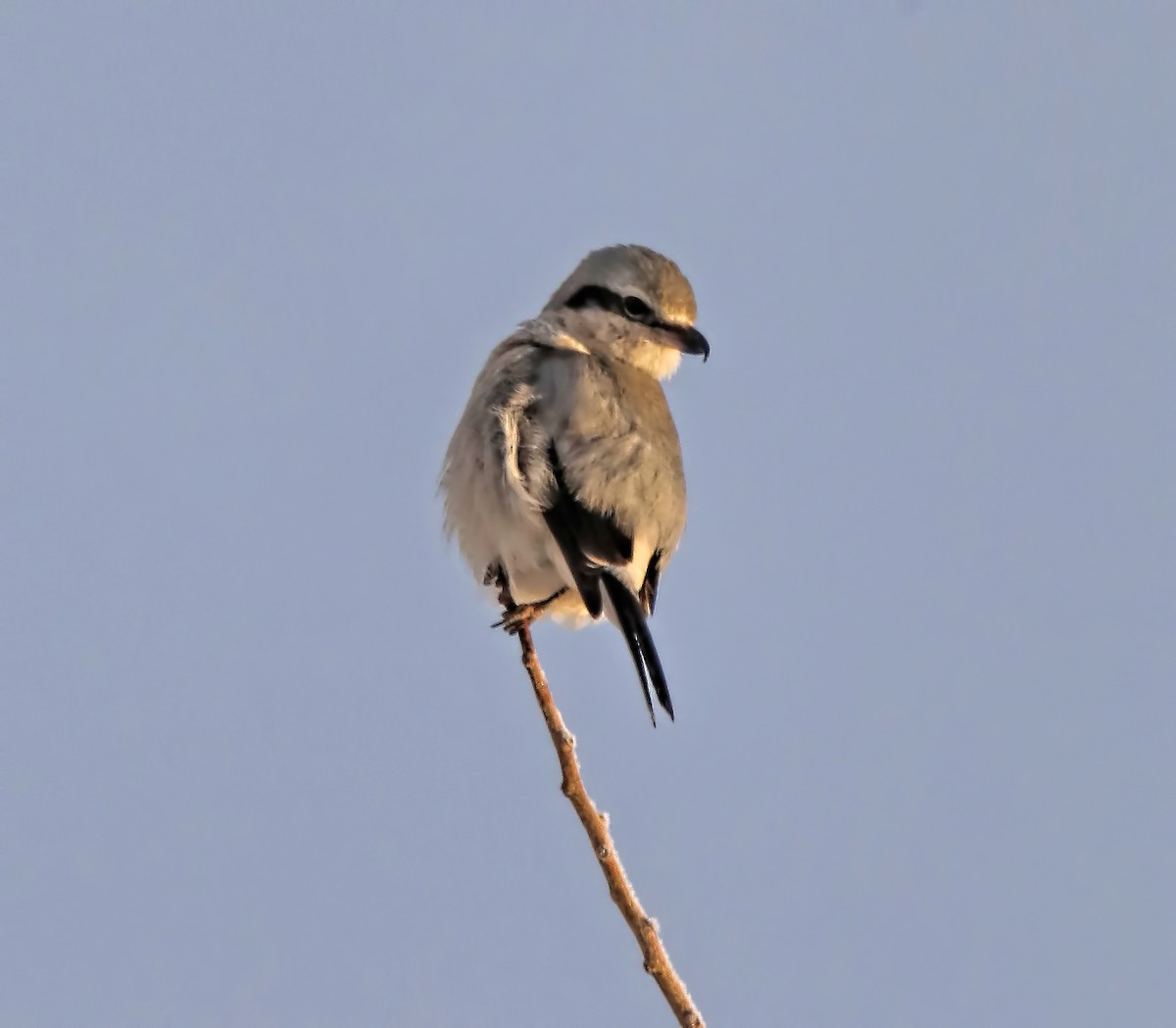 Northern Shrike - ML83311631