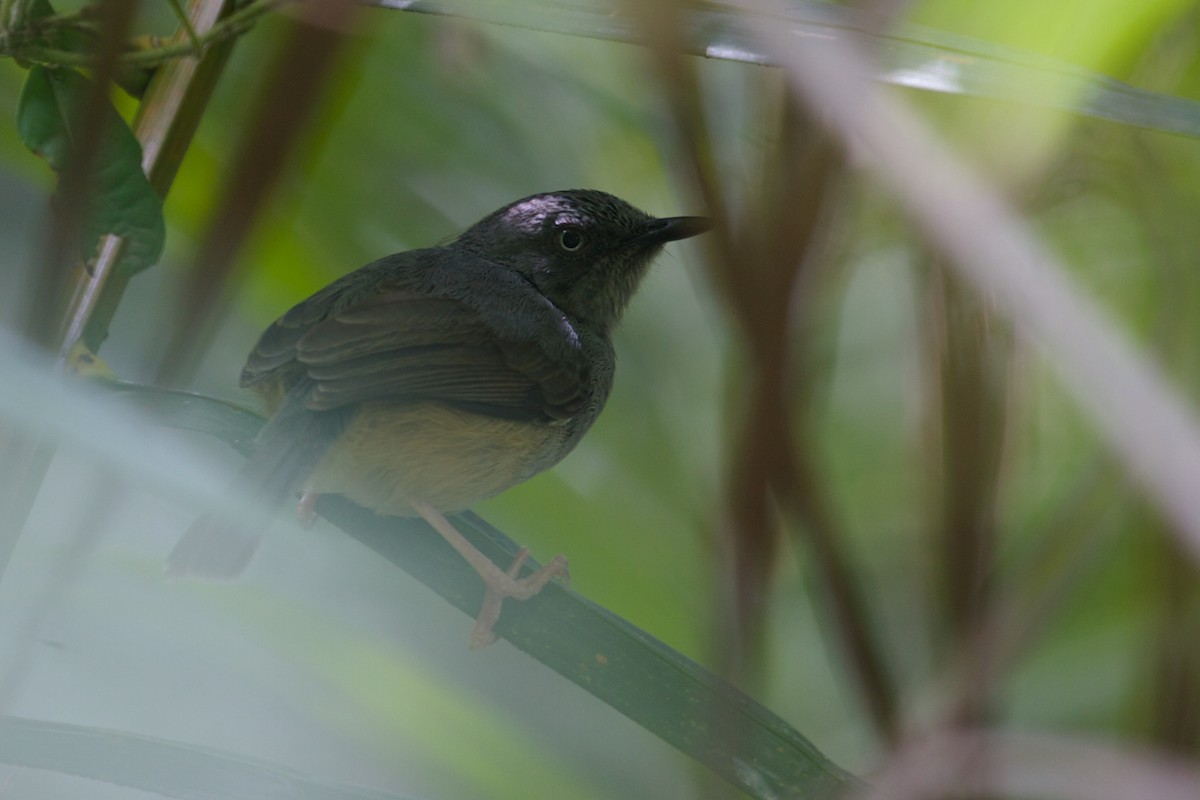 Sierra Leone Prinia - Mike Andersen