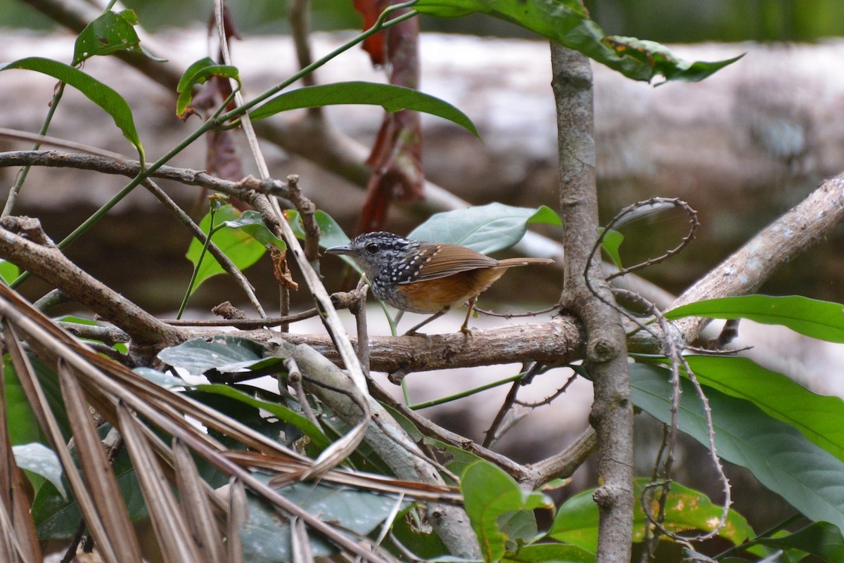 Spix's Warbling-Antbird - Henry Cook