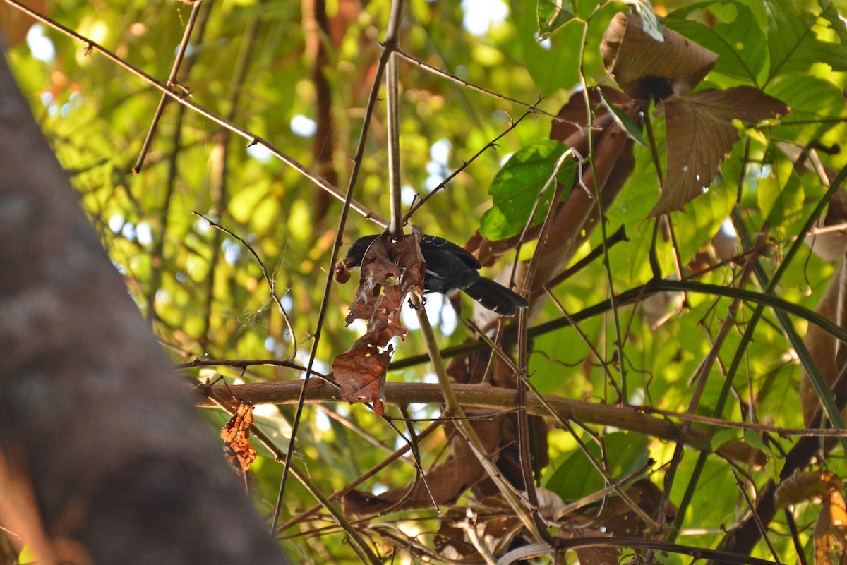 Manu Antbird - Henry Cook