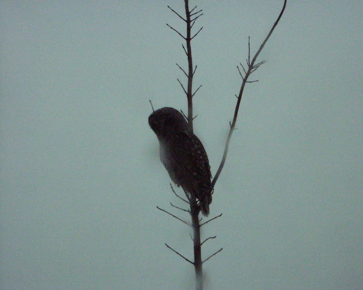 Barred Owl - ML83313831