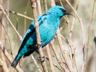 Black-legged Dacnis - Dacnis nigripes - Birds of the World