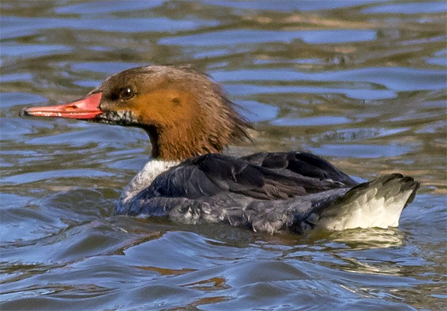 Common Merganser - Brad Singer