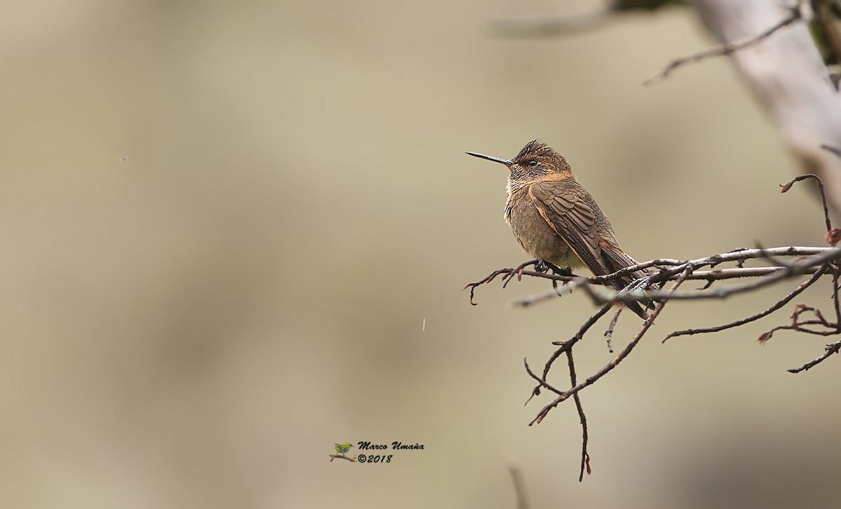 kolibřík duhovohřbetý - ML83315281