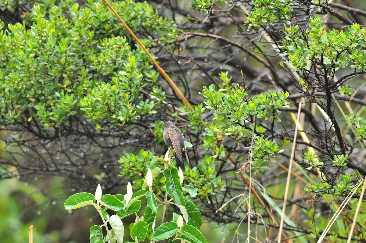kolibřík modropláštíkový - ML83315331