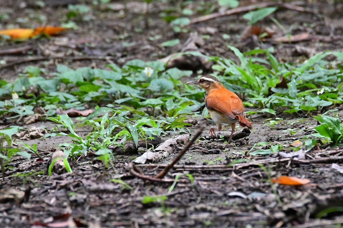 Pale-legged Hornero - Steven Liffmann