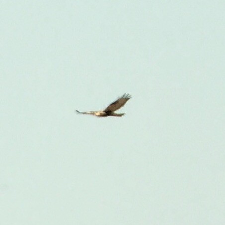 Rough-legged Hawk - ML83317751