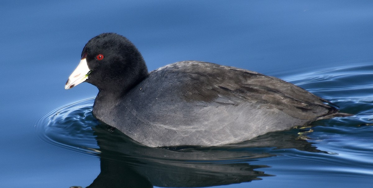 American Coot - ML83317901