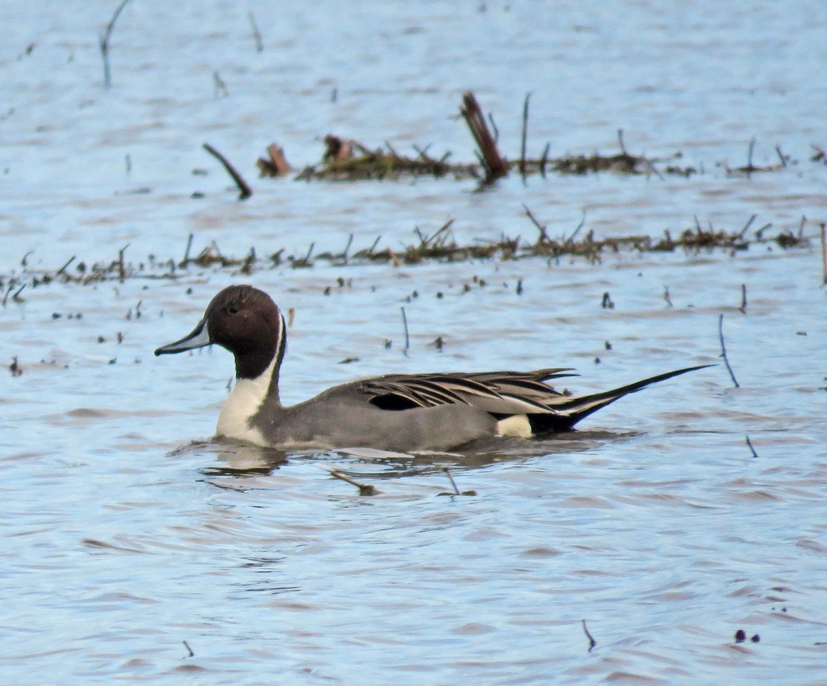 Northern Pintail - Rosemary Seidler